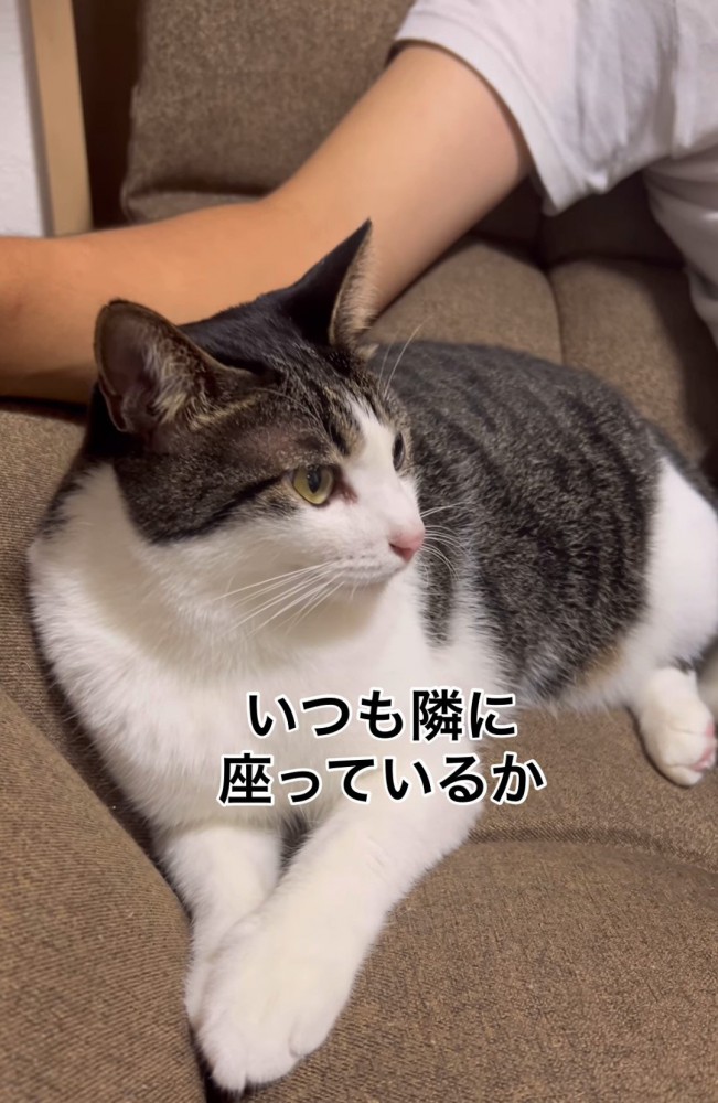 座る猫ととなり座る人