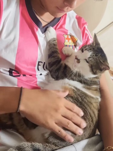 抱っこされ目を細める猫