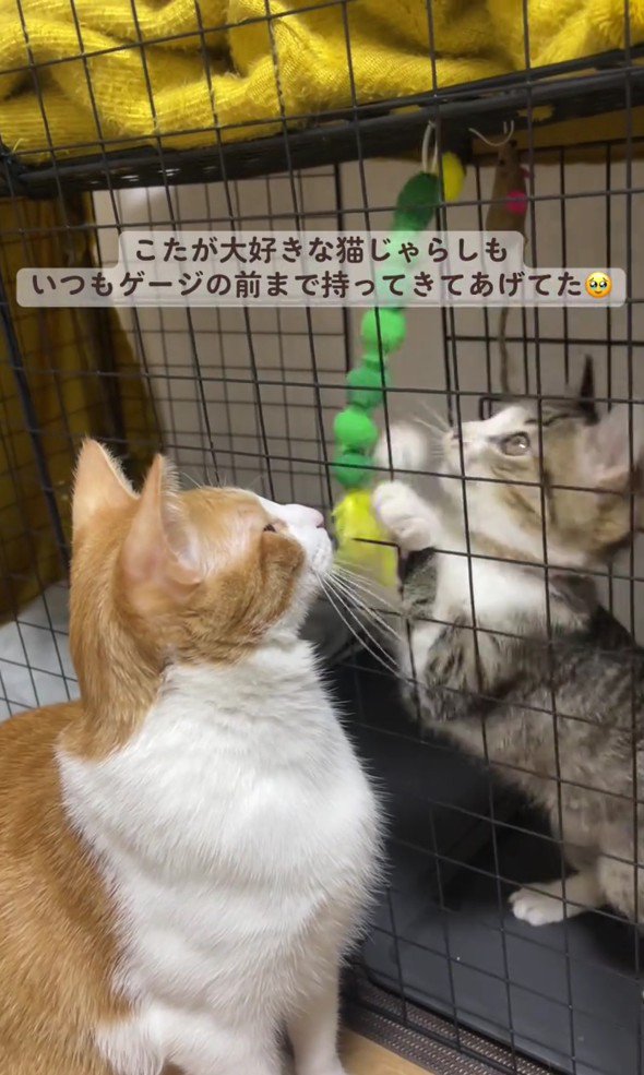 猫じゃらしで遊ぶ子猫とこたろうくん