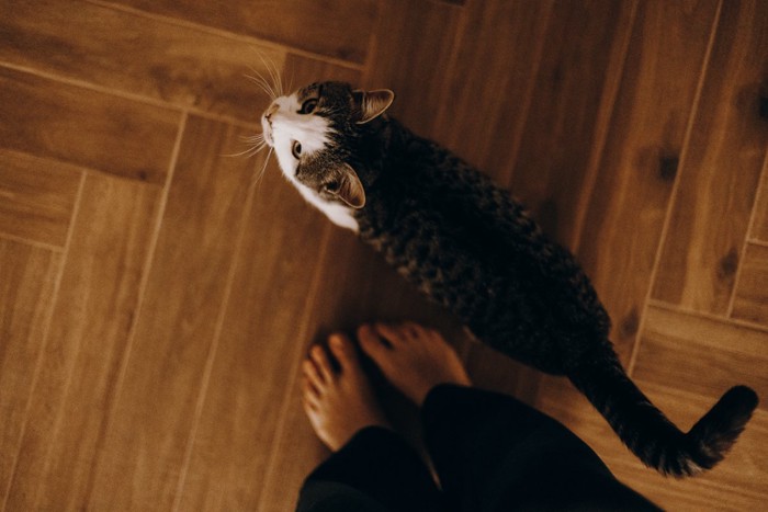 足元に近づく猫