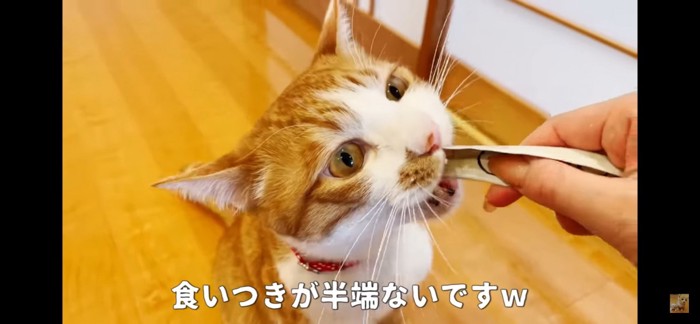 食いつき上々