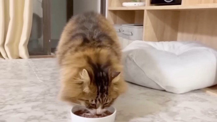 ごはんを食べる猫