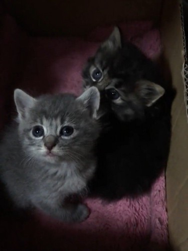 2匹の子猫