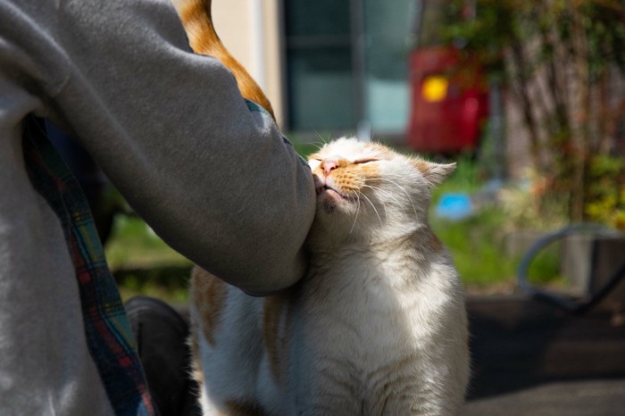 スリスリする猫