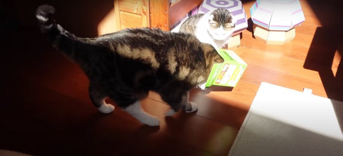 歩いている猫とそれを見ている猫%%続いてお風呂場へ