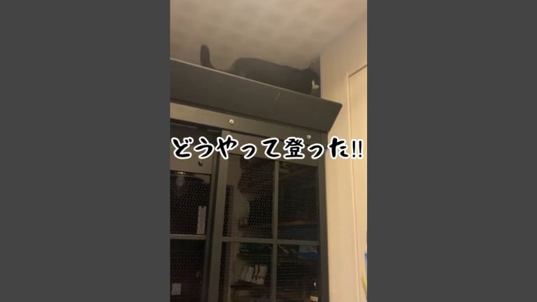 脱走防止扉と猫