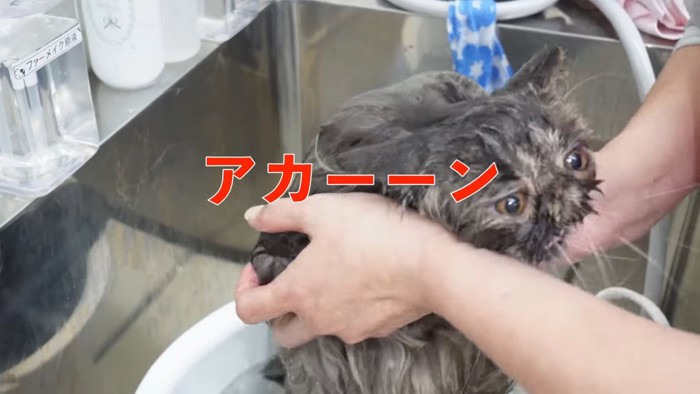 タライの中で立つ猫