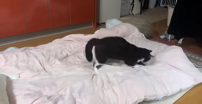 布団を掘る猫