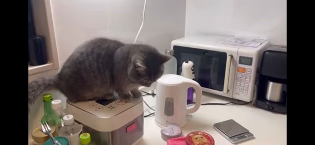 炊飯器と猫