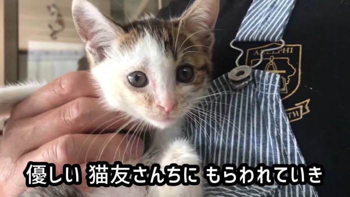 抱っこされる子猫