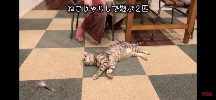 猫じゃらし