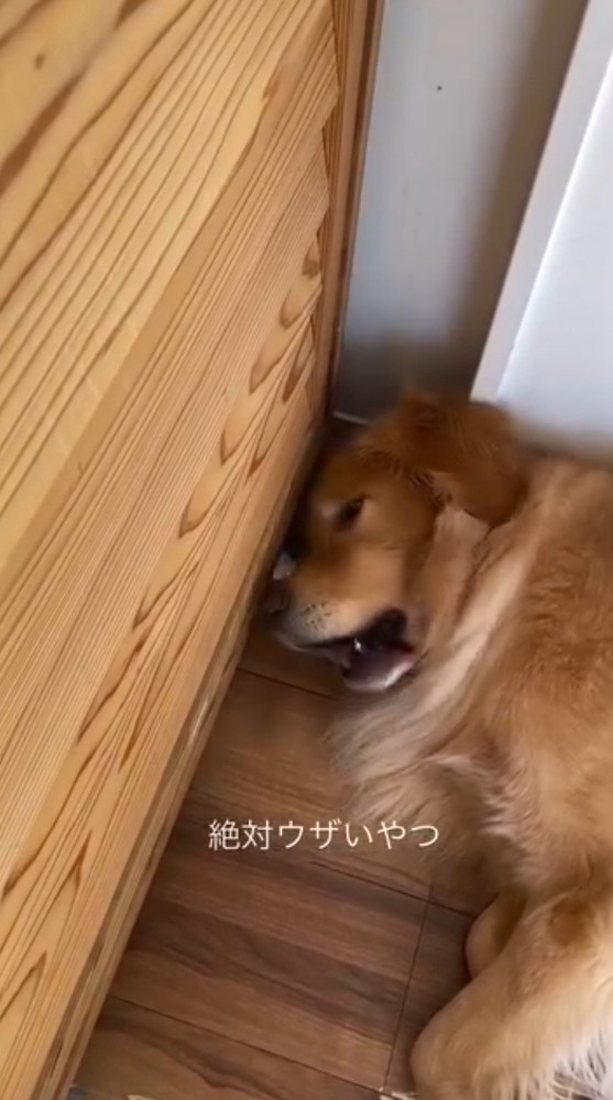 頭をパンチされて目を開ける犬