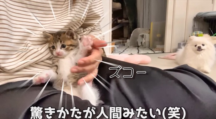 両前足を広げる猫