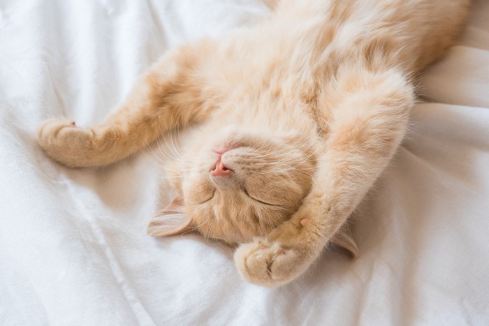 布団の上で眠る猫