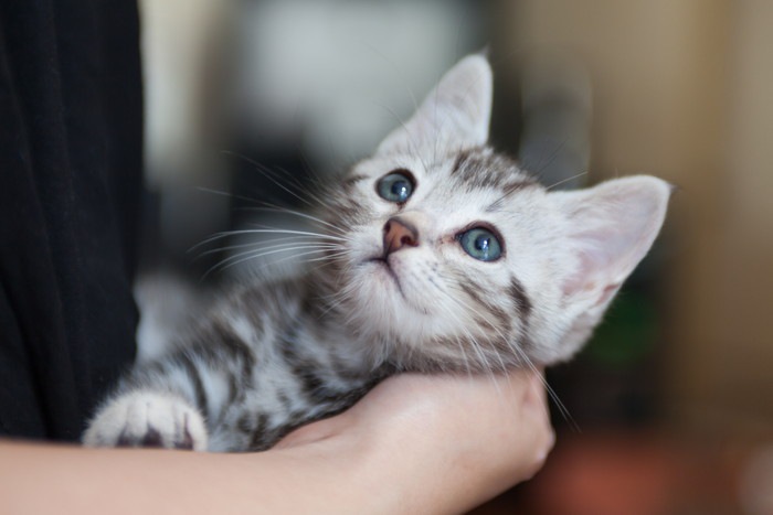 抱きかかえられる子猫