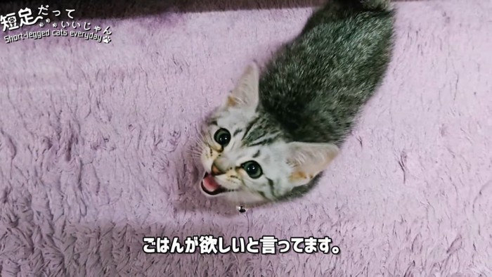 見上げて鳴く子猫