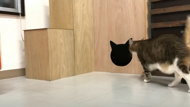 穴に向かっていく猫