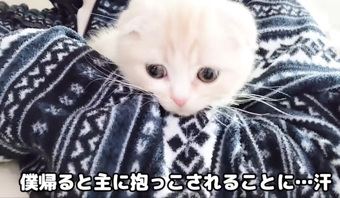 抱っこされる子猫