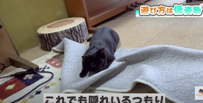 低姿勢くろねこ