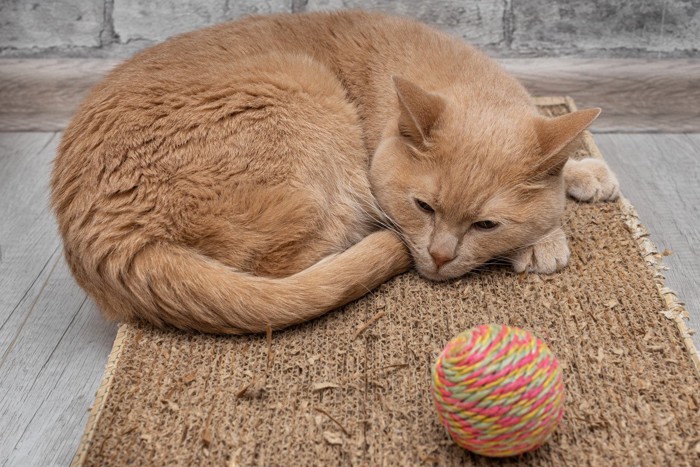 おもちゃを無視する猫