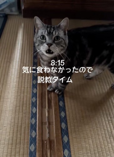 文句を言う猫