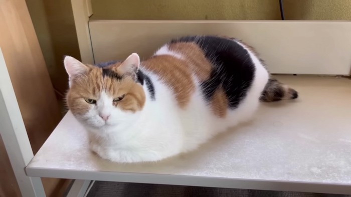 ミケの紹介写真