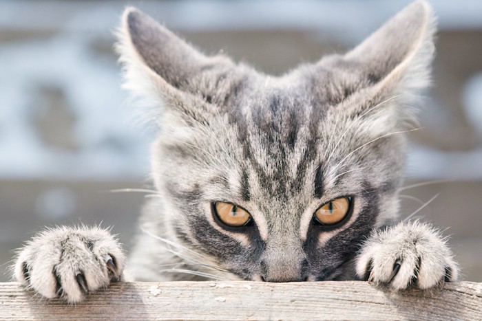 棚に手をかけてこちらを睨むイカ耳の猫