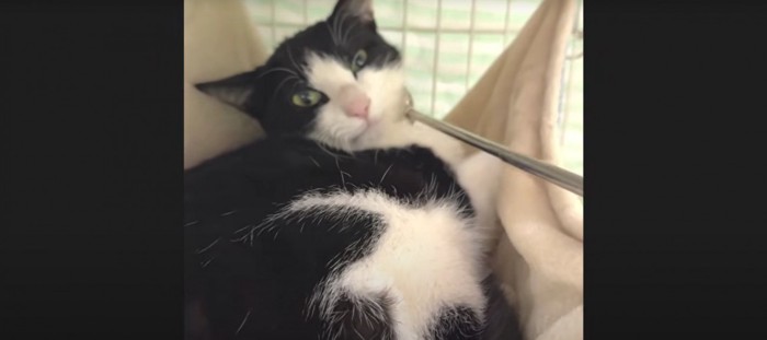 撫でられている猫