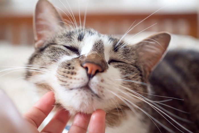 猫の顎の下を撫でる人の手