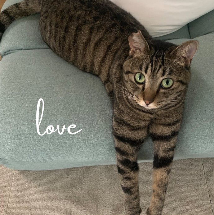 前足を伸ばして横になりカメラを見上げる猫