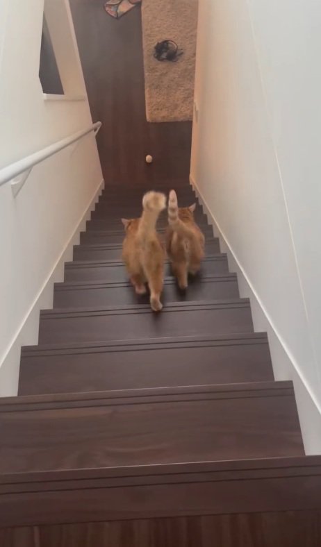 体を合わせては走る猫