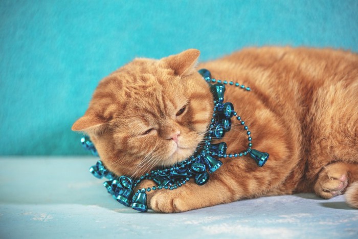 クリスマス飾りを巻かれる猫