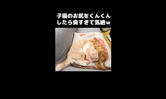 お尻周りを毛づくろい2