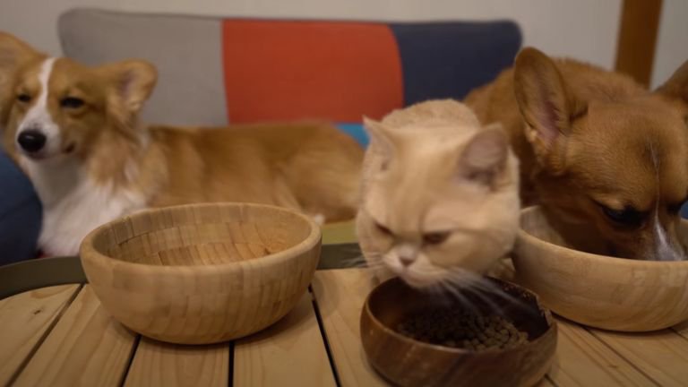 ごはんを食べている猫と犬