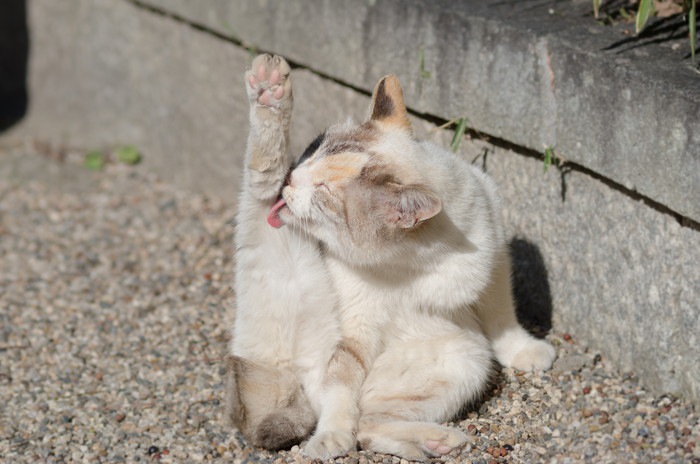 足の毛づくろいをする猫