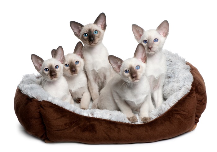 猫用ベッドの中に集まっている5匹のサイアミーズの子猫