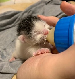 ミルクを飲むごまちゃん