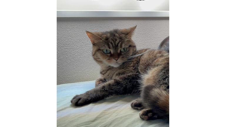猫と子ども