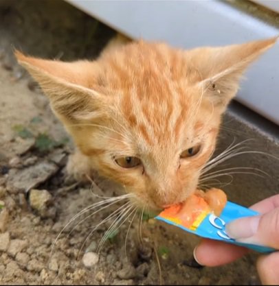 おやつを食べる子猫2