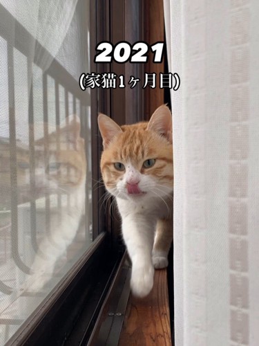 窓際を歩く猫