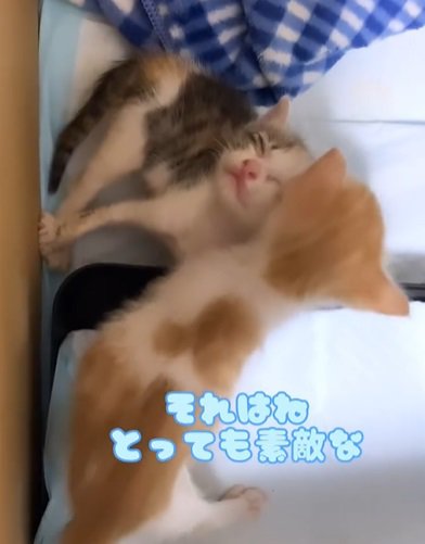 他の子猫とじゃれ合う茶トラ子猫