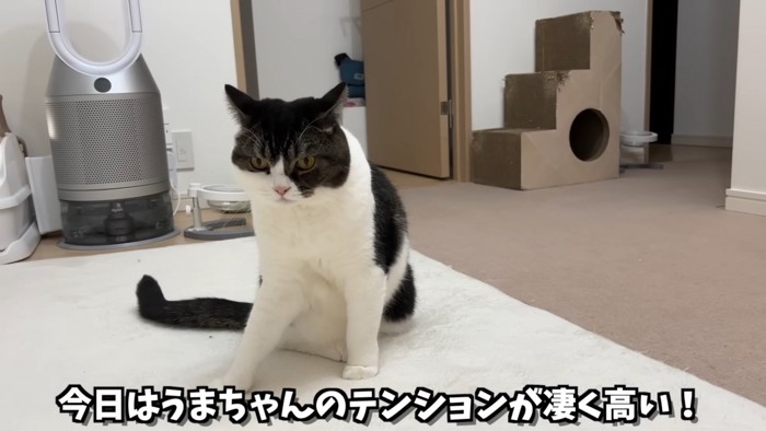 座っている猫