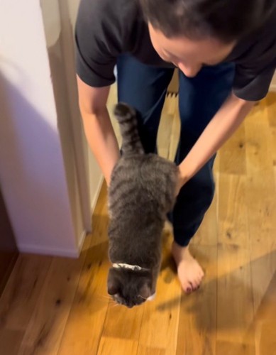 猫を床に下ろそうとする女性