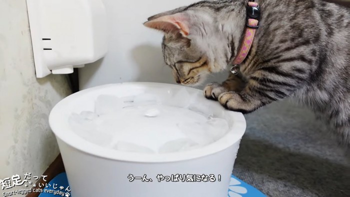 前足をかけて立ち上がる猫