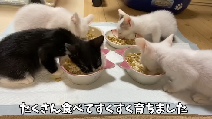 たくさん食べてくれます