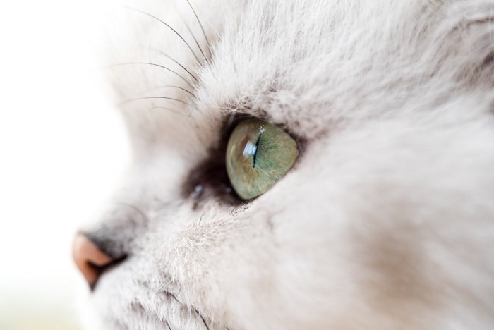 猫の横顔のアップ