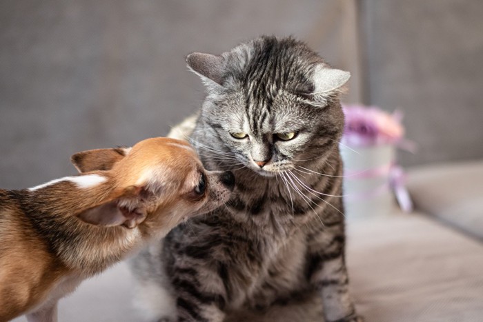 犬をにらむ猫