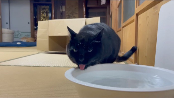 半目で水を飲む猫