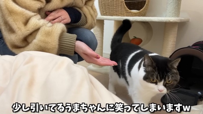 立っている猫と後ろに座る人