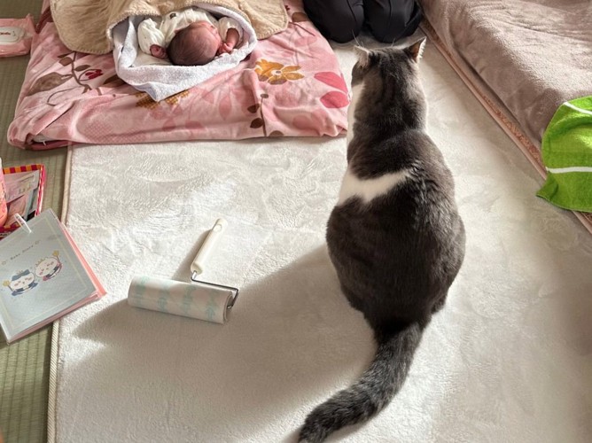 猫の後ろ姿